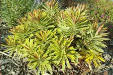 Euphorbia amygdaloides 'Ascott Rainbow'