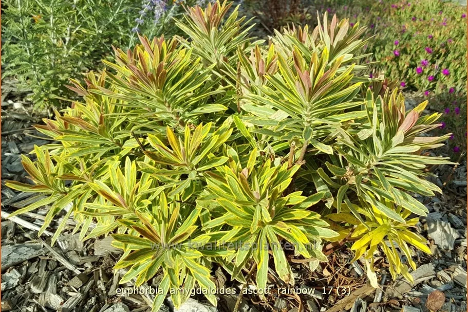 Euphorbia amygdaloides 'Ascott Rainbow'
