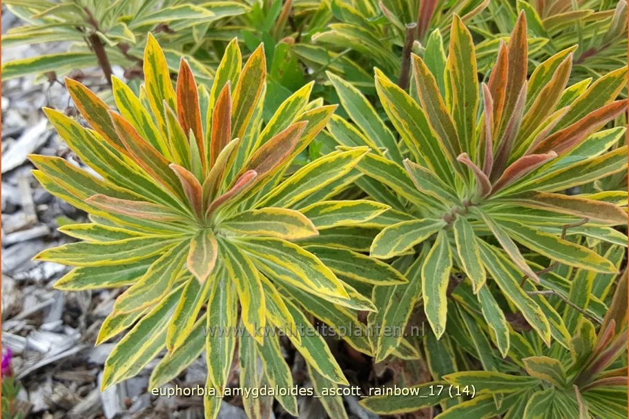 Euphorbia amygdaloides 'Ascott Rainbow'