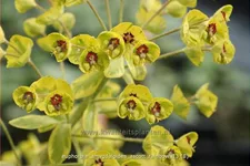 Euphorbia amygdaloides 'Ascott Rainbow'