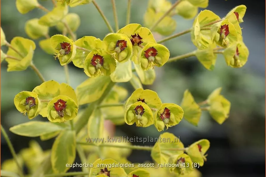 Euphorbia amygdaloides 'Ascott Rainbow'
