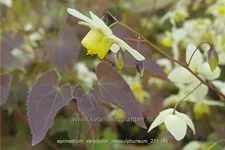 Epimedium x versicolor 'Neosulphureum'