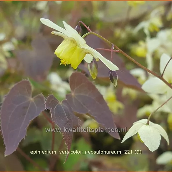 Epimedium x versicolor 'Neosulphureum'