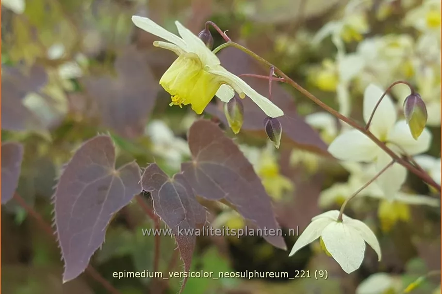 Epimedium x versicolor 'Neosulphureum'