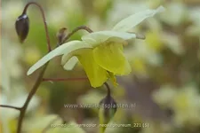 Epimedium x versicolor 'Neosulphureum'