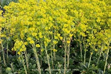 Euphorbia amygdaloides var. robbiae