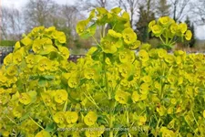 Euphorbia amygdaloides var. robbiae