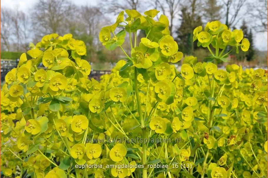 Euphorbia amygdaloides var. robbiae