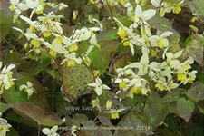 Epimedium x versicolor 'Neosulphureum'