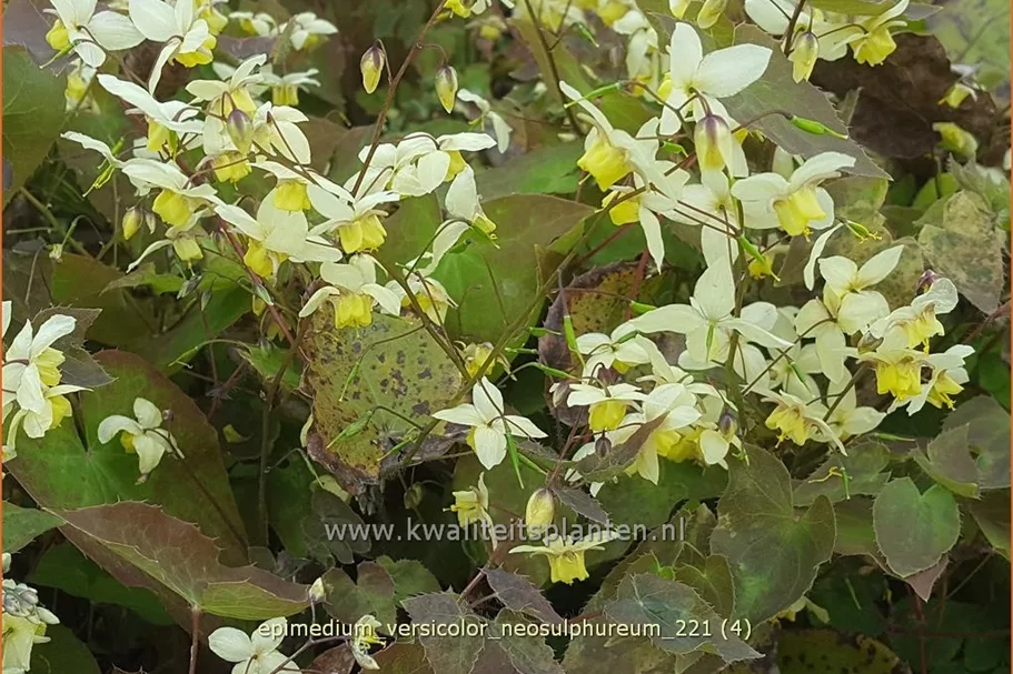 Epimedium x versicolor 'Neosulphureum'
