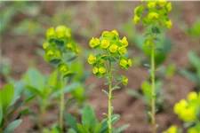 Euphorbia amygdaloides var. robbiae