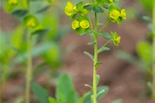 Euphorbia amygdaloides var. robbiae