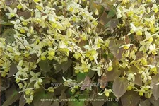 Epimedium x versicolor 'Neosulphureum'