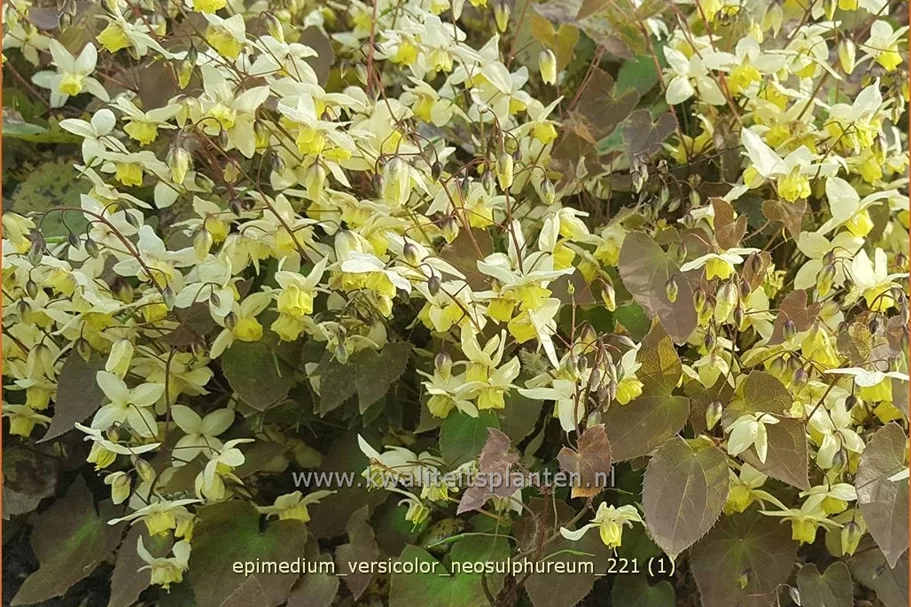 Epimedium x versicolor 'Neosulphureum'