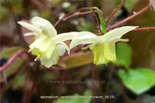 Epimedium x versicolor 'Neosulphureum'