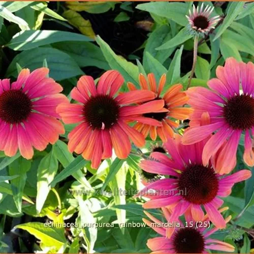 Echinacea purpurea 'Rainbow Marcella'