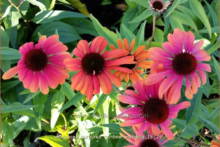 Echinacea purpurea 'Rainbow Marcella'