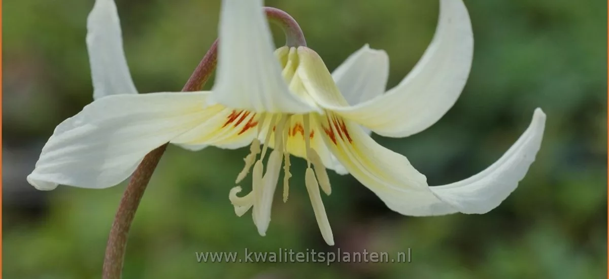 Erythronium oregonum 'White Beauty'