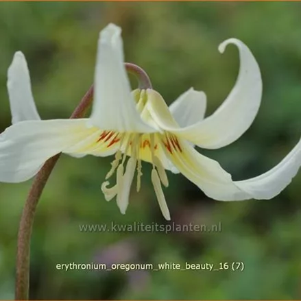 Erythronium oregonum 'White Beauty'