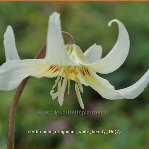 Erythronium oregonum 'White Beauty'