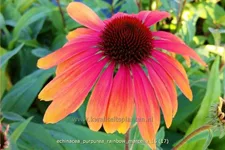 Echinacea purpurea 'Rainbow Marcella'