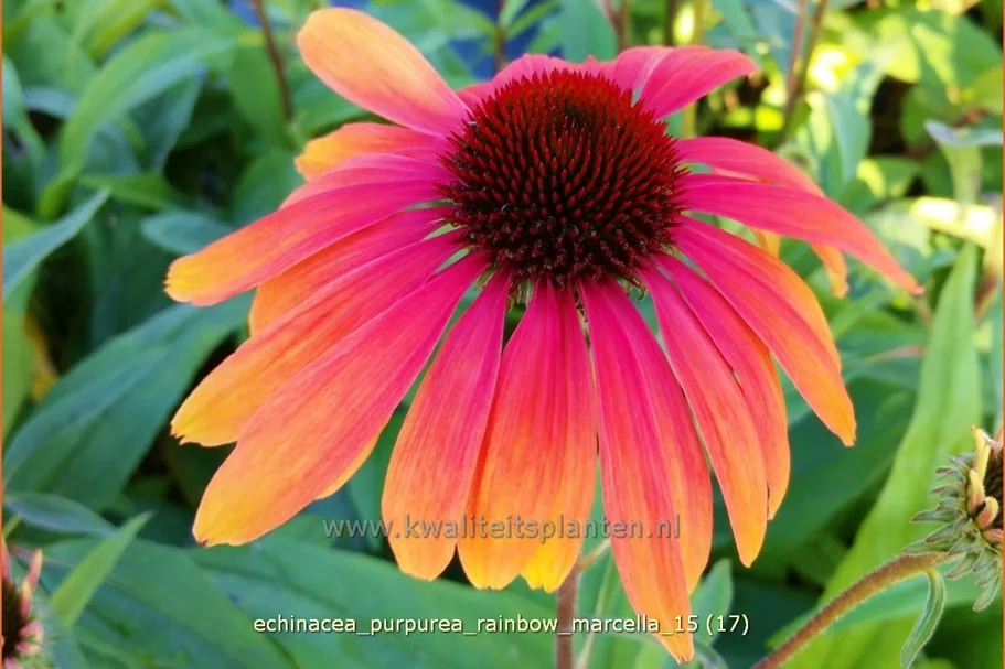 Echinacea purpurea 'Rainbow Marcella'