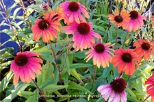 Echinacea purpurea 'Rainbow Marcella'
