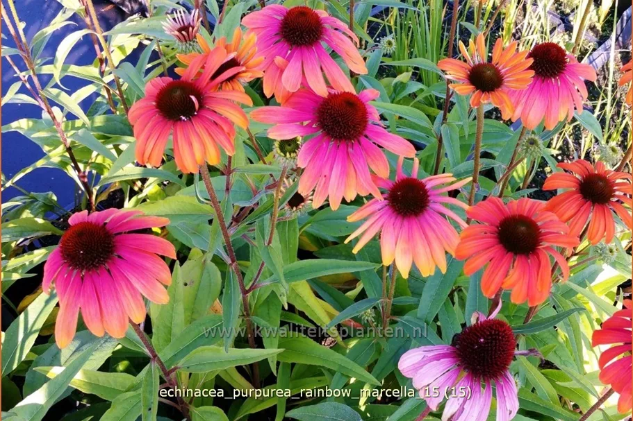 Echinacea purpurea 'Rainbow Marcella'
