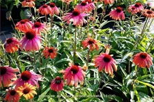 Echinacea purpurea 'Rainbow Marcella'