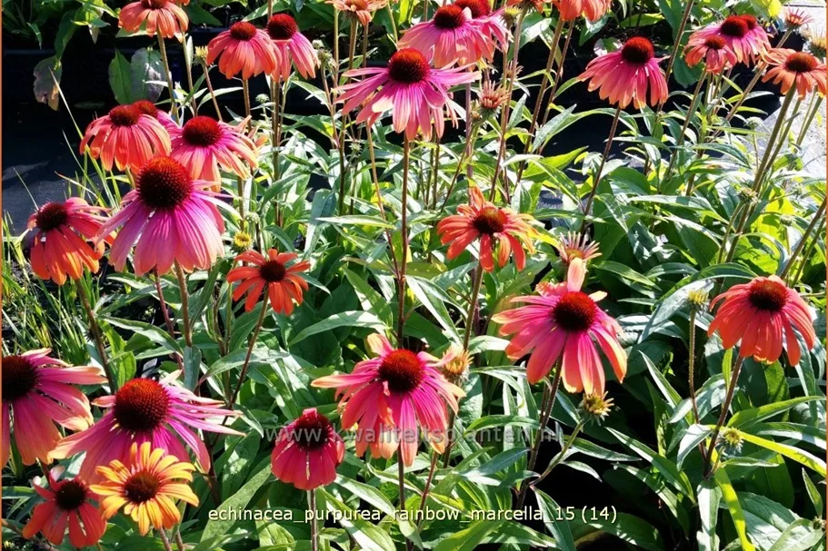 Echinacea purpurea 'Rainbow Marcella'