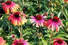 Echinacea purpurea 'Rainbow Marcella'