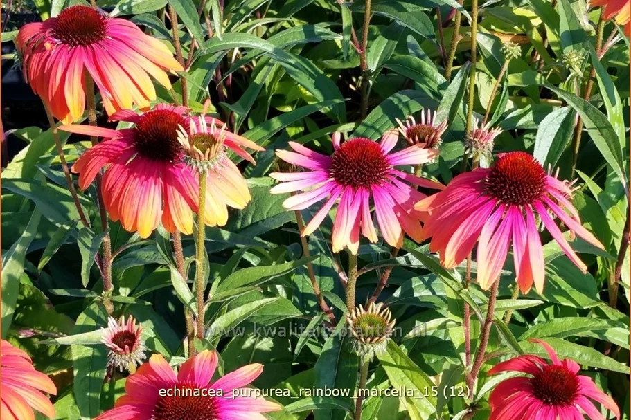 Echinacea purpurea 'Rainbow Marcella'
