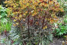 Euphorbia amygdaloides 'Black Bird'
