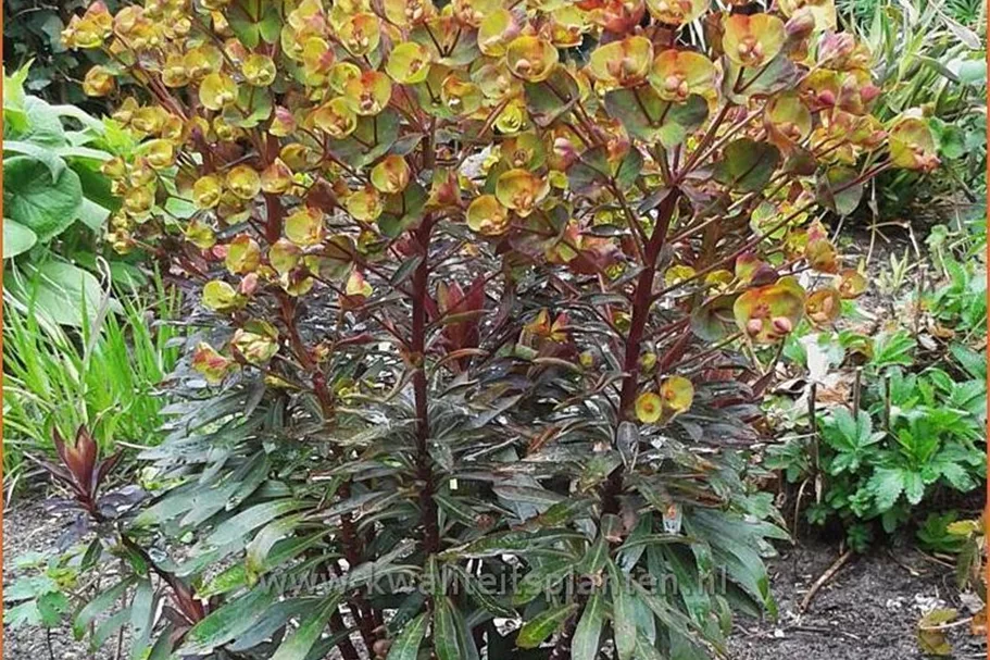 Euphorbia amygdaloides 'Black Bird'