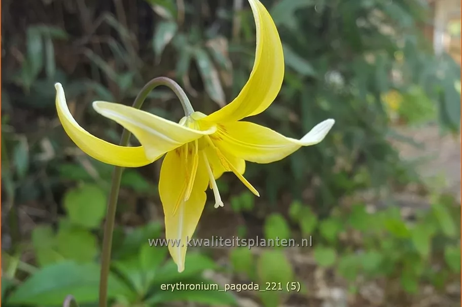 Erythronium tuolumnense 'Pagoda'