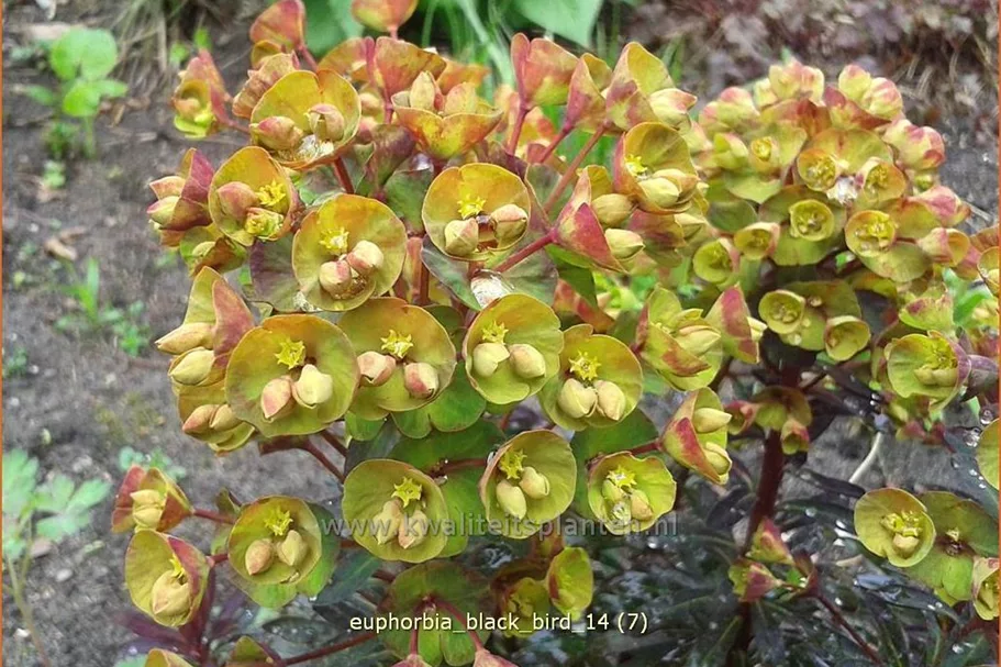 Euphorbia amygdaloides 'Black Bird'