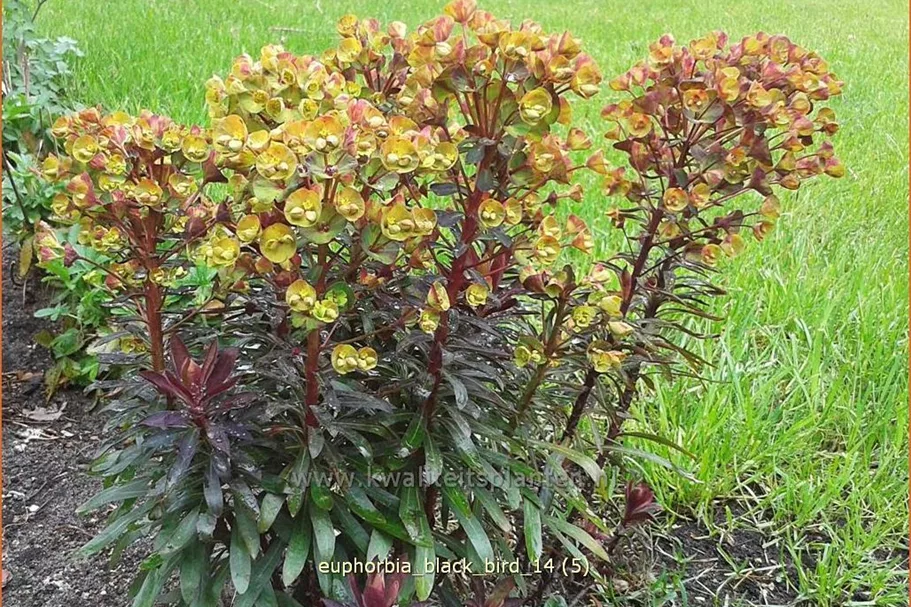 Euphorbia amygdaloides 'Black Bird'
