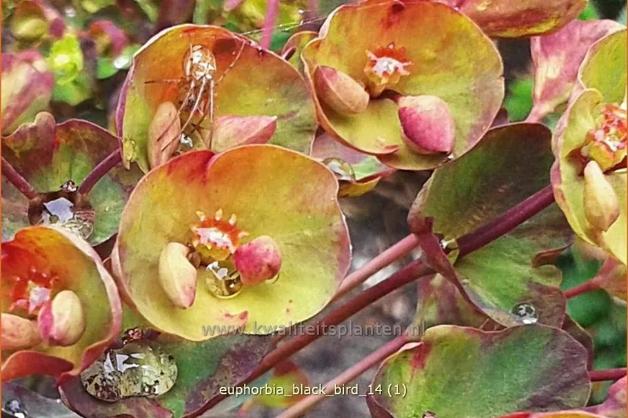Euphorbia amygdaloides 'Black Bird'