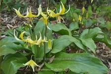 Erythronium tuolumnense 'Pagoda'
