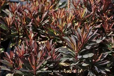 Euphorbia amygdaloides 'Black Bird'