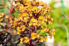 Euphorbia amygdaloides 'Black Bird'