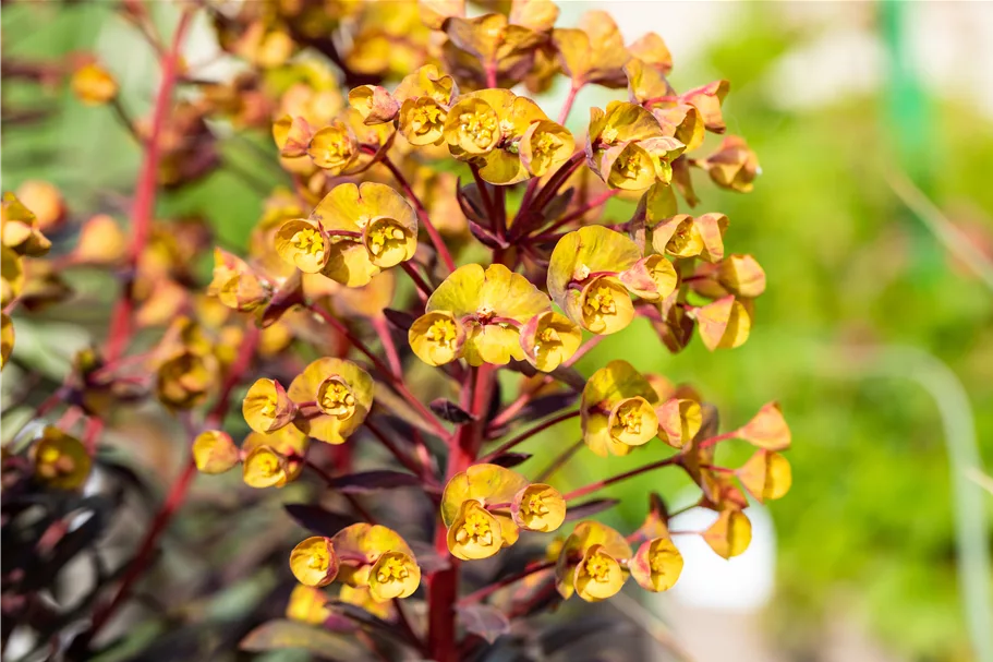 Euphorbia amygdaloides 'Black Bird'