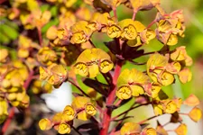 Euphorbia amygdaloides 'Black Bird'