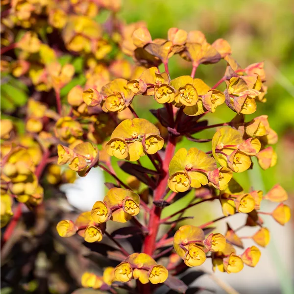 Euphorbia amygdaloides 'Black Bird'