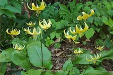 Erythronium tuolumnense 'Pagoda'