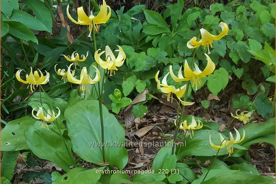 Erythronium tuolumnense 'Pagoda'