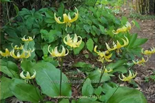 Erythronium tuolumnense 'Pagoda'