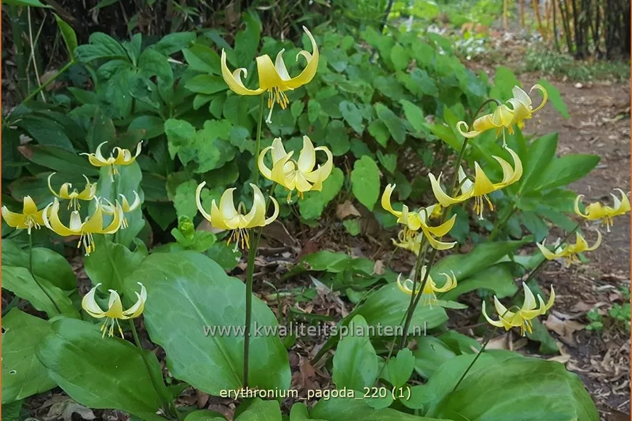 Erythronium tuolumnense 'Pagoda'