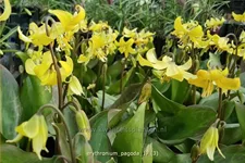 Erythronium tuolumnense 'Pagoda'