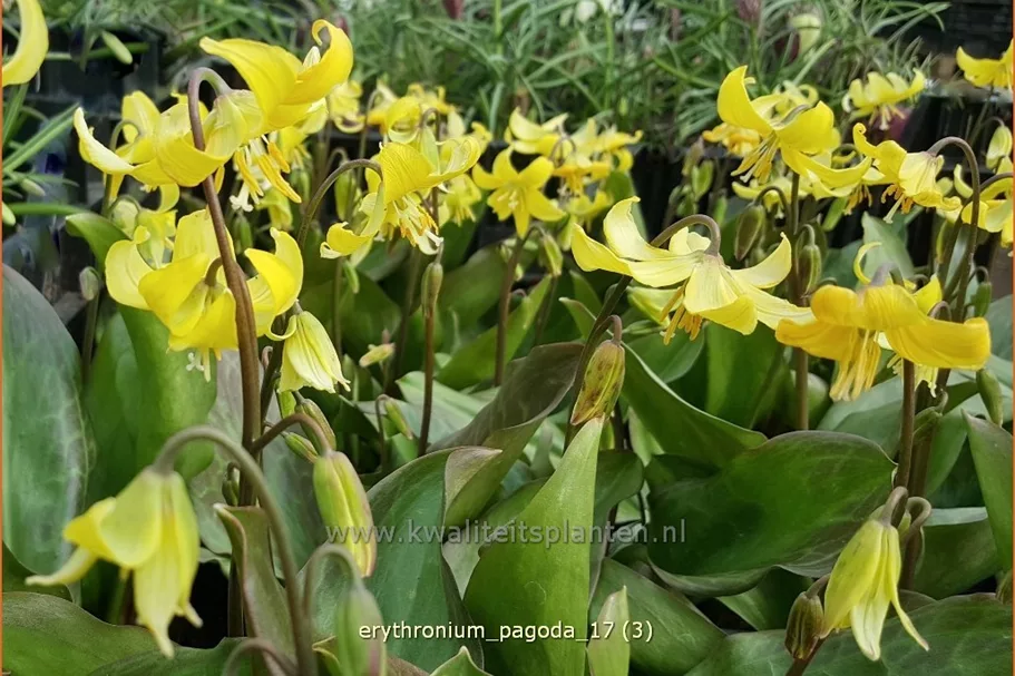 Erythronium tuolumnense 'Pagoda'